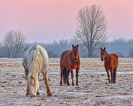 Three Horses At Dawn_07019.jpg - Photographed near Kilmarnock, Ontario, Canada.